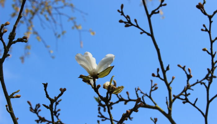 Magnolia tree 